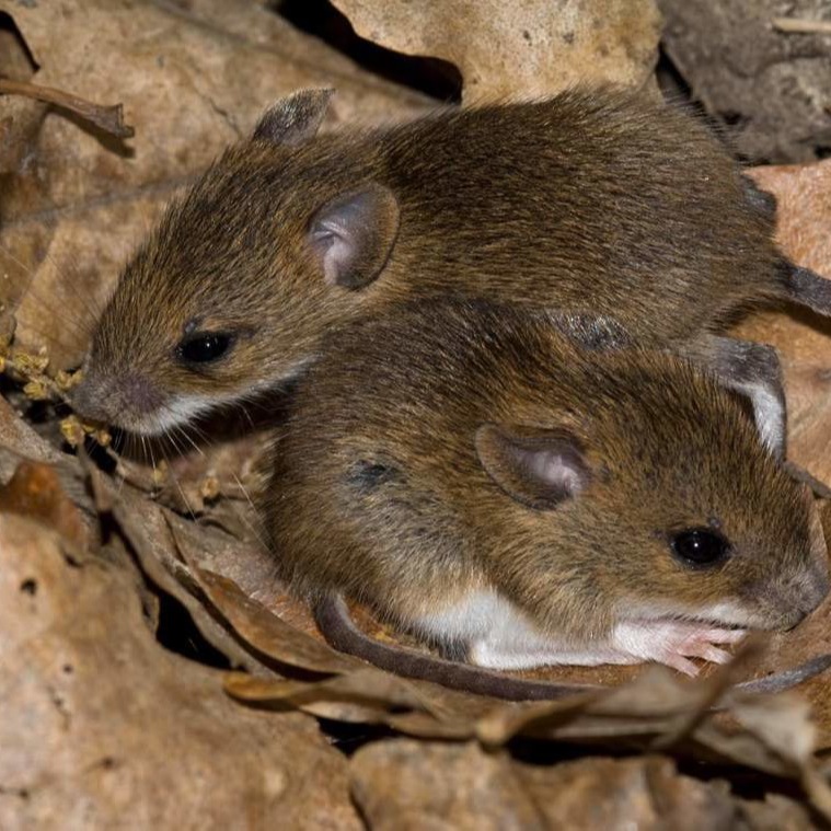 Уничтожения мышей в частном доме в Тамбове?